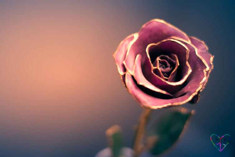 A close-up shot of a rose with gold tips on the petals